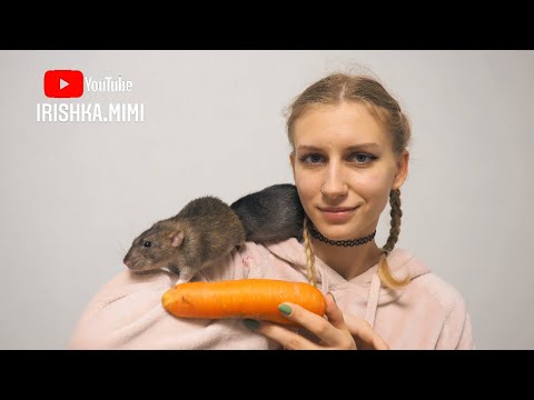 Можно крысам морковь? 🐀