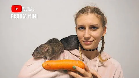 Можно крысам морковь? 🐀