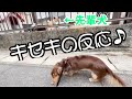 ワンちゃんが苦手なエルモが心を開いた、たった一頭の先輩犬！【エルモClub】41