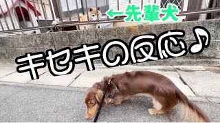 ワンちゃんが苦手なエルモが心を開いた、たった一頭の先輩犬！【エルモClub】41