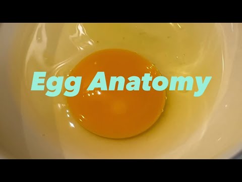 Egg Anatomy The Parts of an Egg