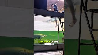 Pria Ini Nekat Masuk ke Akuarium Arapaima, Reaksi Ikan Raksasa #short