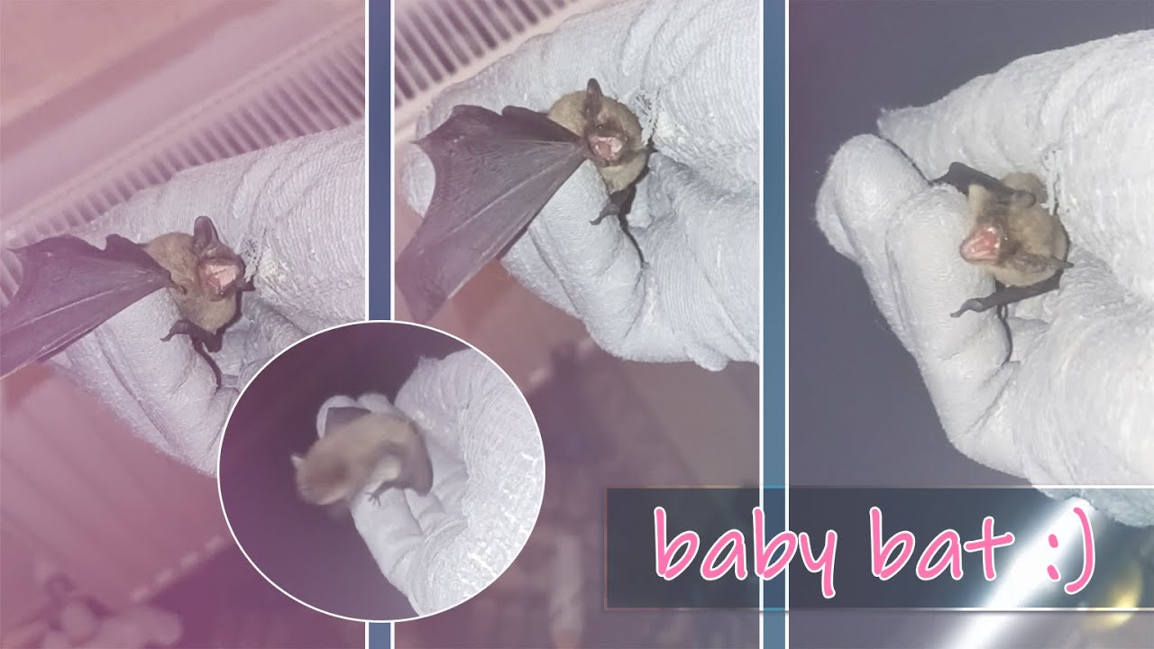 Baby Bat Entered the House – First Encounter