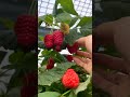 Picking  Raspberry Is Fun #satisfying #shortsvideo