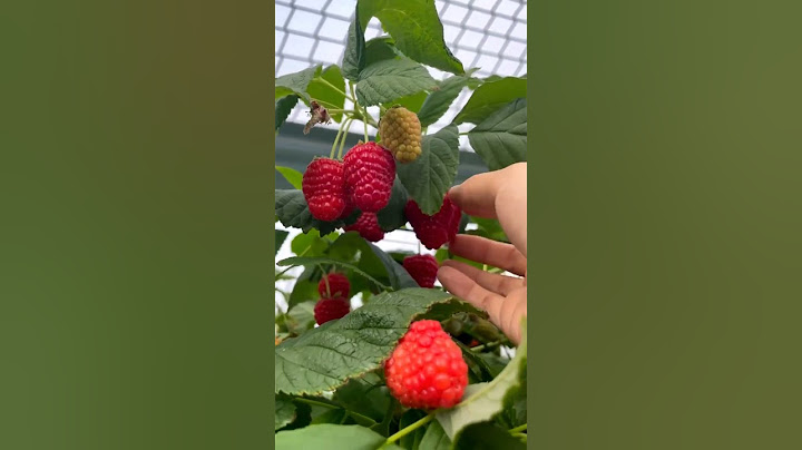 Picking  Raspberry Is Fun #satisfying #shortsvideo