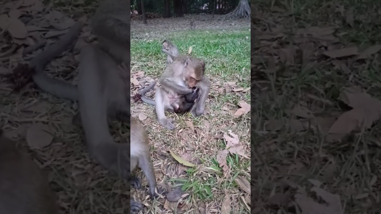 Lovely Baby Macaques 