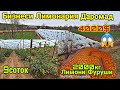 Бизнеси Лимонария Дар Гармхона 2000кг Лимони Фуруши 23 декабря 2020 г.