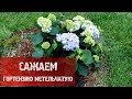 САЖАЕМ ГОРТЕНЗИЮ МЕТЕЛЬЧАТУЮ