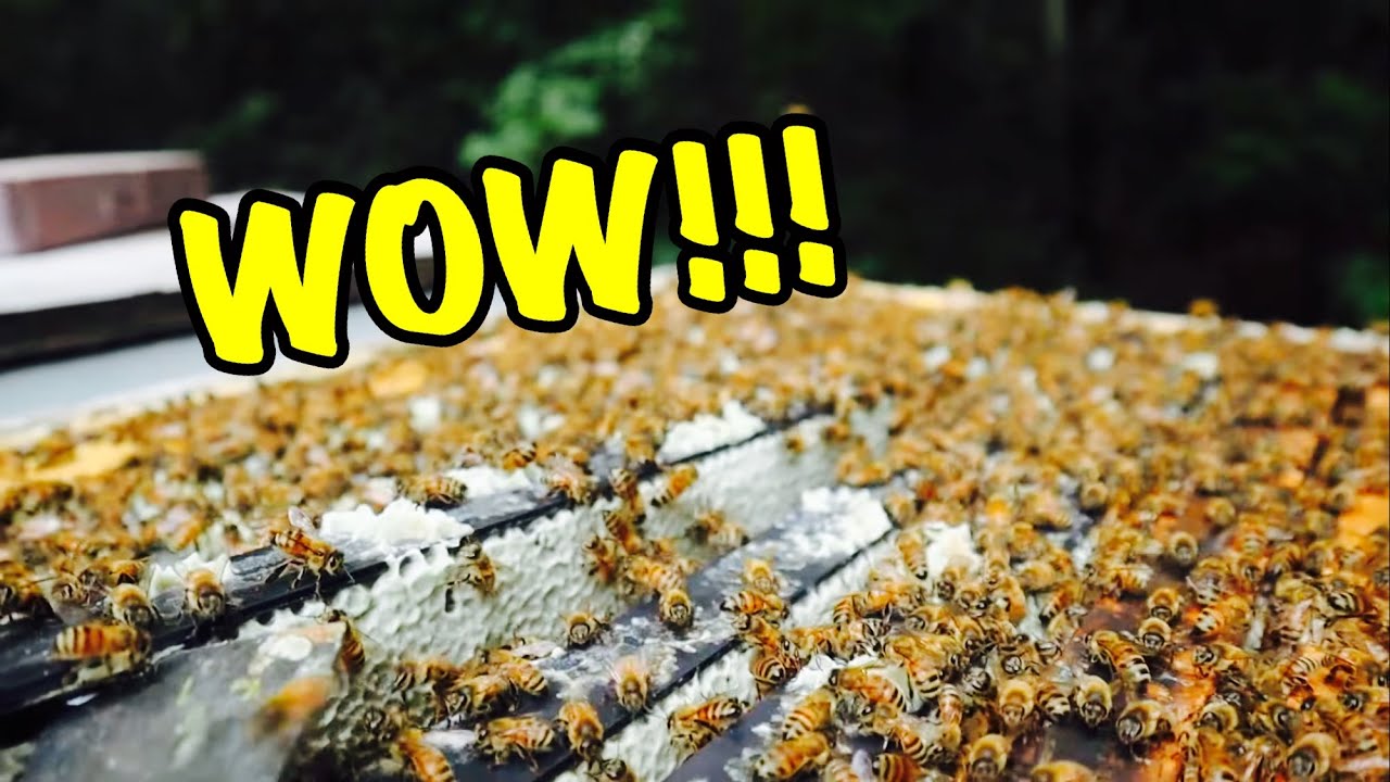 LOTS & LOTS of HONEY! Pre-Harvest HONEY CHECK (Summer) | UNBELIEVABLE!