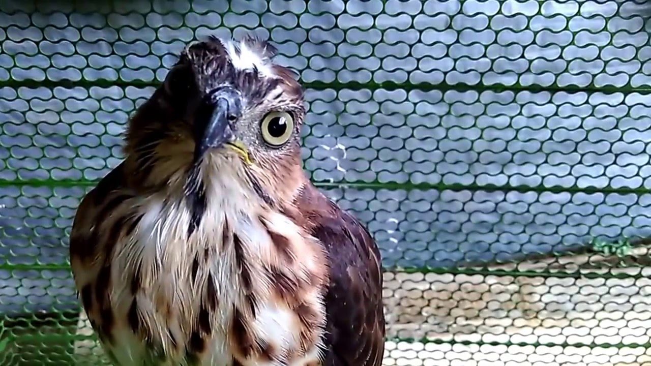 burung elang dapat menangkap pembicaraan manusia, aneh