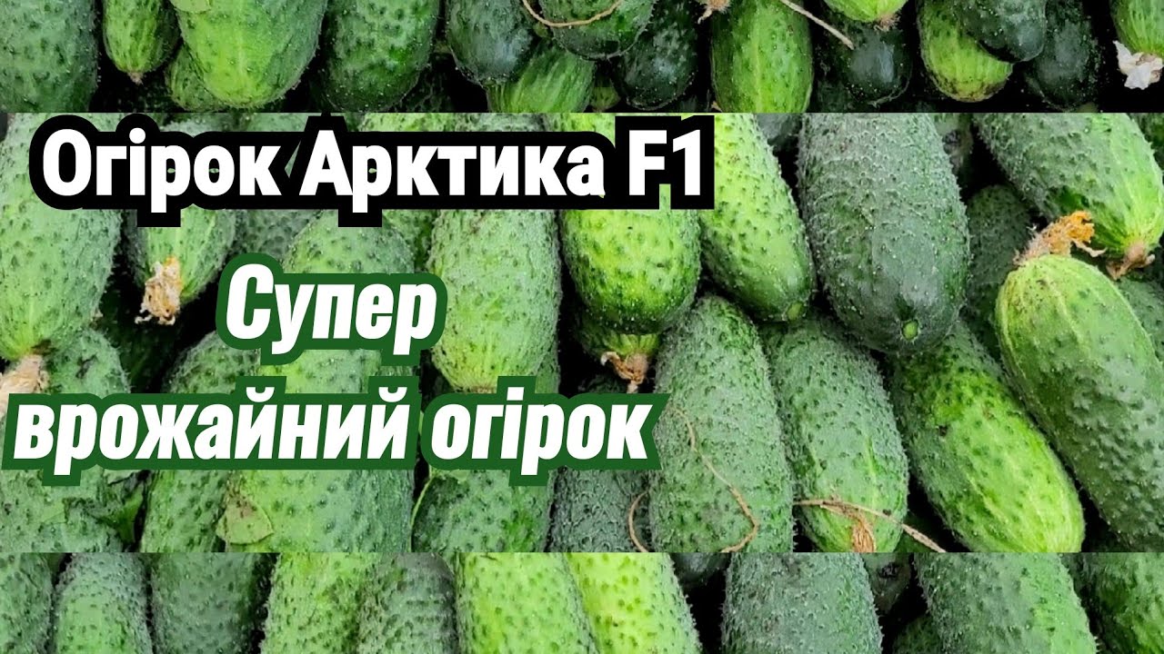 Супер врожайний огірок Арктика F1 #огірки #АрктикаF1 - YouTube