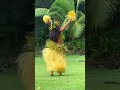 Not even rain will stop Tahitian dancing