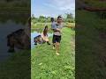 Xuất Hiện Cá Sấu Khổng Lồ Ăn Thịt Người Dưới Ao Sâu #shortvideo