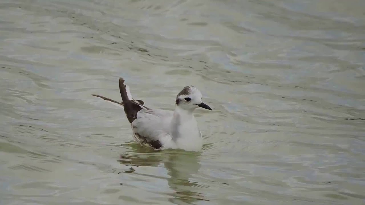 Little Gull , Gabbianello (Larus minutus) 