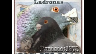 PALOMAS BUCHONAS LADRONAS DE MAYORAL EN FLORIDA