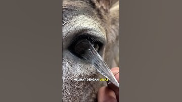 #shorts #short #rusa #feed #feedshorts #mata #hewan #binatang #pajangan #proses #prosedur #video