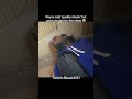 #funny #shorts #reels #viral #comedy #tiktok #fyp #twitch #fashion #music #shawnybinladen