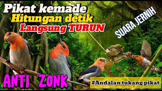 Download Lagu SUARA PIKAT BURUNG KEMADE/ CABE CABEAN PALING AMPUH ANDALAN TUKANG PIKAT .. ANTI ZONK ‼️ MP3