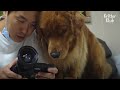 Retriever Censors Footage Of Him Before It Goes Up On Youtube (Part 1) | Kritter Klub