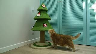 A Purrfect Holiday Spirit with Hosico Cat and VETRESKA Christmas