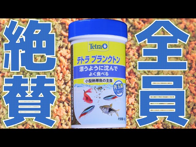 餌】どこでも売っている安いフードなのに皆、絶賛する理由が分かりまし