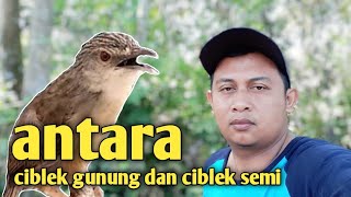 Antara ciblek semi dan ciblek gunung || lengkap dengan cara memilih cigun jantan