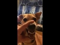 La La La Dog