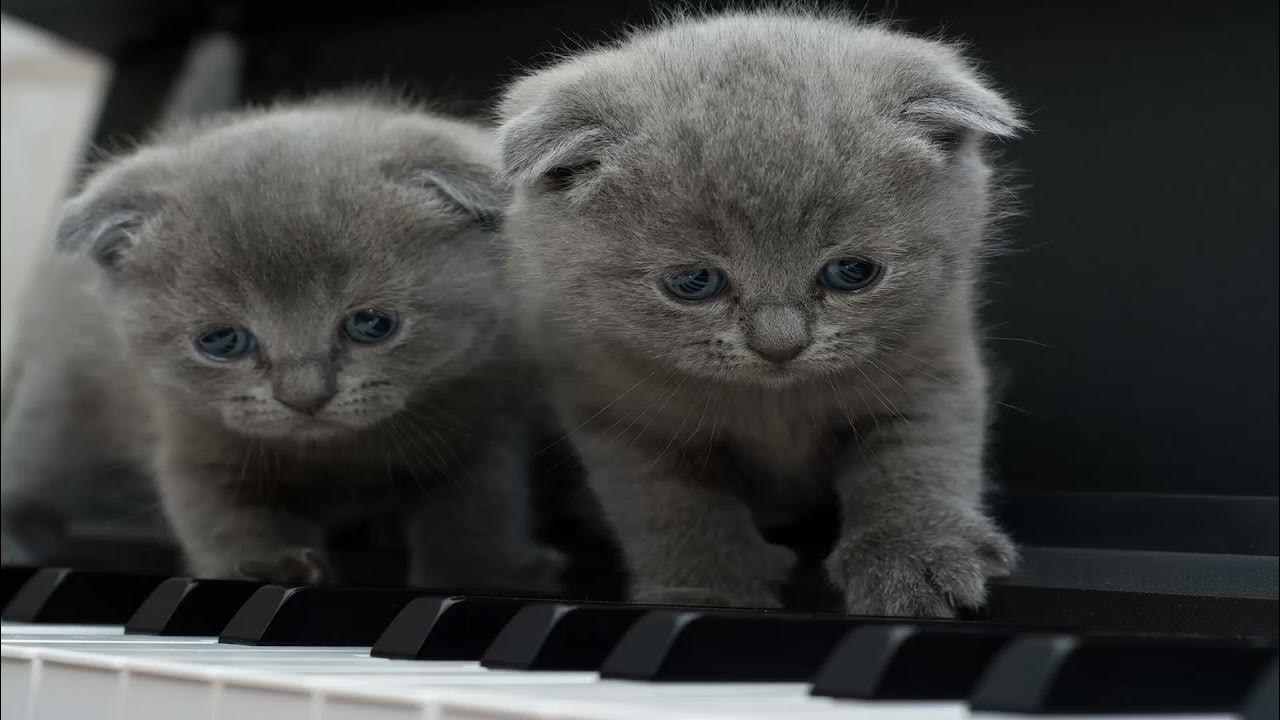 Вислоухие котята фото