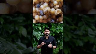 How stingless bees queen egg laying | ചെറുതേനീച്ചക്കളുടെ റാണി മുട്ട ഇടുന്നത് കണ്ടിട്ടുണ്ടോ shorts