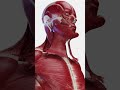 The Human Muscular System: Exploded View #Shorts #Anatomy