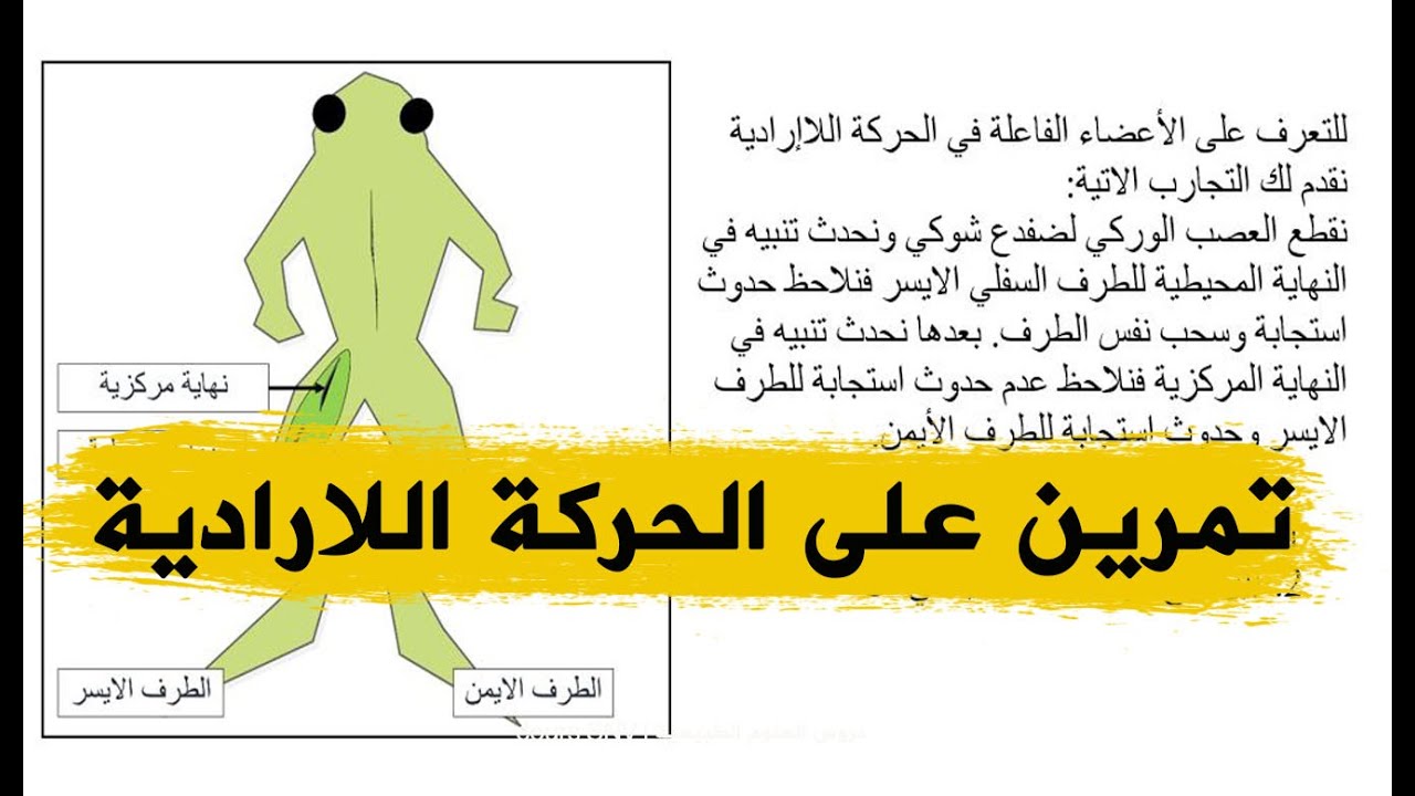 تمرين يعلمك خواص الفعل اللاارادي و انواع الرسائل العصبية