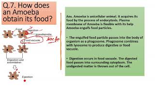 How does an Amoeba obtain its food