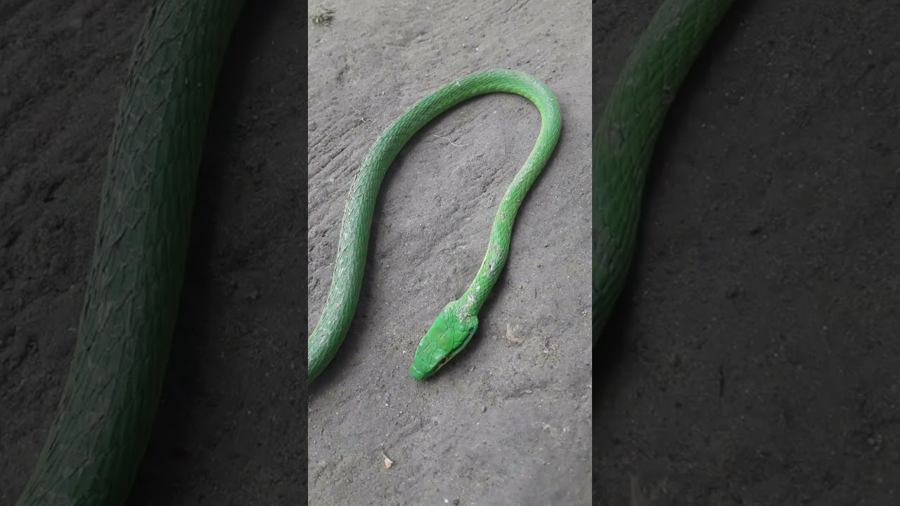 Serpientes Rubí verdes.04.