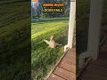Random Dog Fail Compilation With Zero Warning 😂