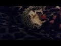 Ёжик наслаждается икрой (Hedgehog enjoying caviarr)