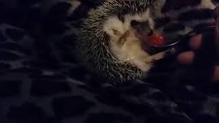 Ёжик наслаждается икрой (Hedgehog enjoying caviarr)
