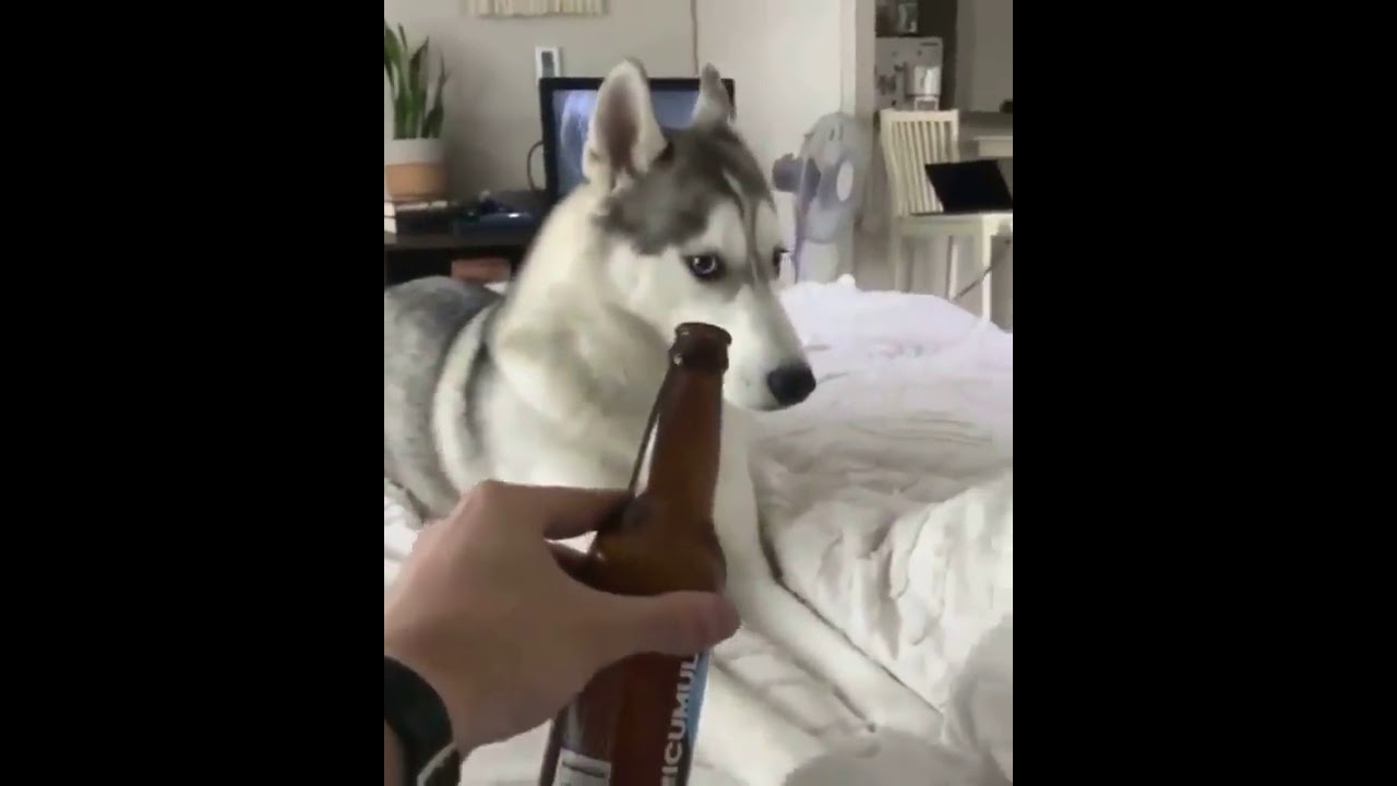 Husky hates beer 🍻 bottle....❤️❤️❤️❤️