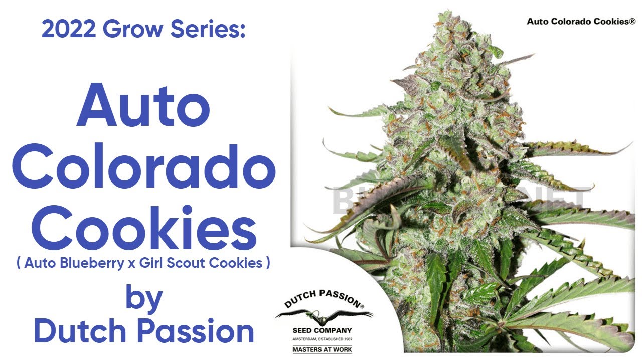 Auto Colorado Cookies - Ep. 1 - Soil Mix and Tent Tour