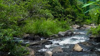 The Sound of a Flowing Stream, the Chirping of Birds, the Natural Scenery Heals Your Mind