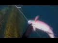 Spearfishing San Diego