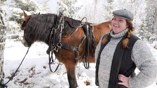 Skogsbruk med häst på Åsens by