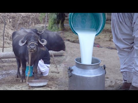 palak-paneer-and-paneer-paratha-|-indian-village-cooking-|-best-indian-cooking-video-ever!