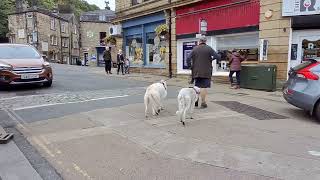 SO MANY SUPER CUTE DOGS at dog friendly HEBDEN BRIDGE #dog #hebdenbridge