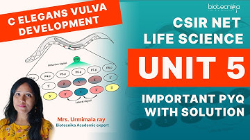 PYQ & Solutions For Unit 5 of CSIR NET Life Science: Understanding Vulva Development in C. elegans