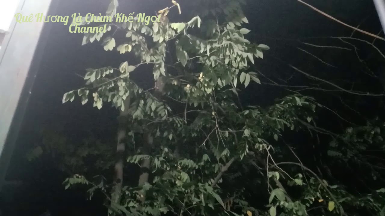 Cây 🌲 khế chua rung rinh trong đêm || Quê Hương Là Chùm Khế Ngọt - YouTube