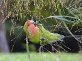 كناري،زرزور،طائر حب|Canario, Estornino, Agapornis|Canary, Starling, Lovebird.