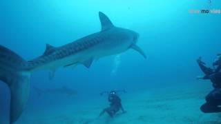 Auge in Auge mit den Tigerhaien - Eye of the Tiger shark by Dive Movies 49,390 views 9 years ago 4 minutes, 1 second