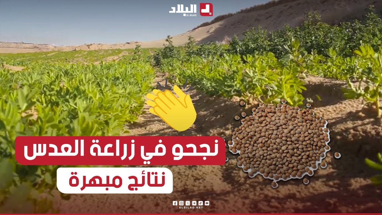 تجربة هي الأولى من نوعها.. فلاح من الوادي ينجح في زراعة العدس الذي تأقلم مع ظروف الولاية المناخية👏