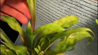 Interesting thing happened with one of my Cryptanthus!!