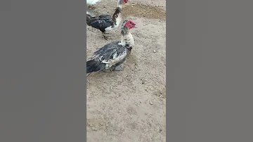 صوت ذكور البط البلدي شبيه الثعبان 